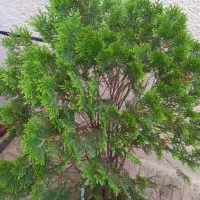 درخت چه زیبا کاج همراه با گل بزرگ