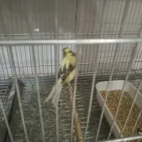 ماده‌ قناری سوپری