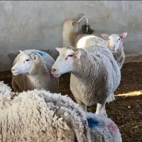 دامداری صنعتی با عرضه دام ارگانیک