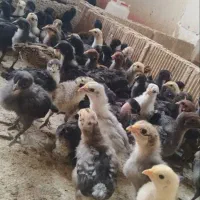 جوجه محلی نیمچه عربی اصل یکماهه وبوقلمون