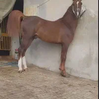 اسب درهشوری دوخون