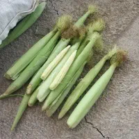 بچه بلال . بیبی کورن
