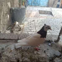 کفتر
