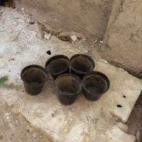 گلدان سایز ۴ در حد نو