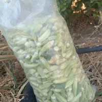 فروش بامیه اهوازی