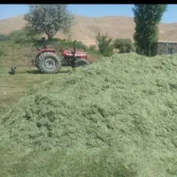 یو نجه