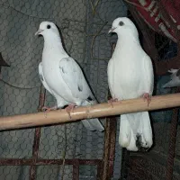 جفت کبوتر پرشی