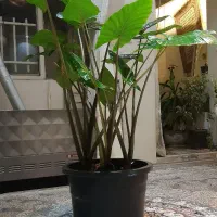 فروش گل باباآدم زیرقیمت