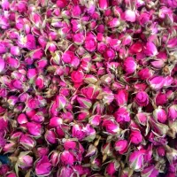 غنچه گل محمدی