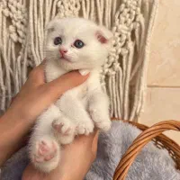 بچه گربه اسکاتیش
