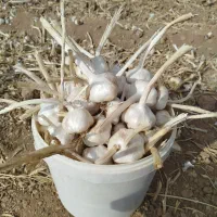 سیر سوپر لوکس