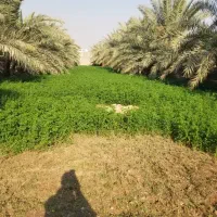 یونجه سبز