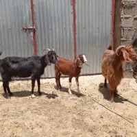 فروش دو راس بز به همراه یک کهره