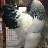 تخم مرغ نطفه دار برهما نژاد بزرگ اصل