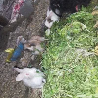 خرگوش لوپ اصل و جرسی