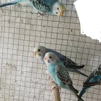 مرغ عشق اسپانگل