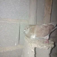 کفتر تکپر ساعتی