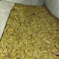 بذر جو|عمده‌فروشی|شادگان, |دیوار