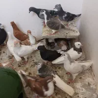 کفتر کبوتر پرنده ساده هفت رنگ