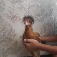 خروس لهستانی پا پری