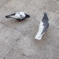 کبوتر ذیل دم سفید