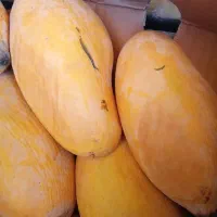 انبه حراج و شیرین