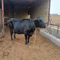 گاو آنگوس