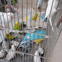 تعدادی پرنده و وسایل