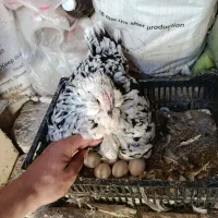 مرغ و خروس گلین