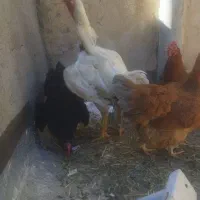 خروس لاری