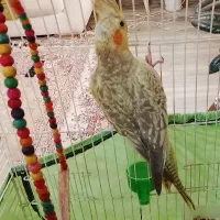 عروس هلندی ماده