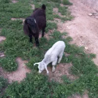 سلام دو رس بزغاله نر وماده  سالم و سرحال