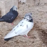 کبوتر کاشونی