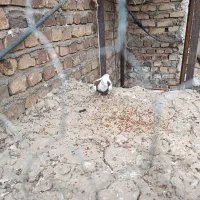 کبوترطوقی پاک نر