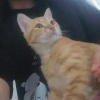 واگذاری گربه ماده لوس