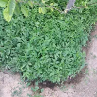 شیتیل(نشا) گوجه فرنگیه ملکان درجه یک