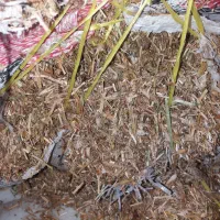 فروش قره دنه سامانی