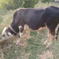 جلب دورگ