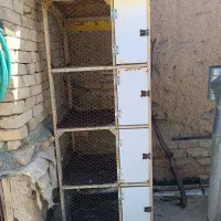 جفت کن کبوتر بزرگ و درجه یک