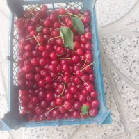 آلبالو تکدانه