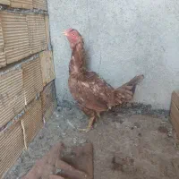 مرغ لاری