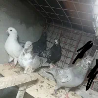 کبوتر