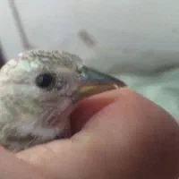 جوجه سهره