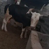 نر گاو بزرگ