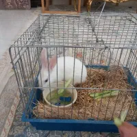 خرگوش بازیگوش سرحال دستی با قفس