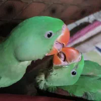 شاه طوطی