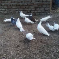 کفتر|پرنده|ویلکیج, |دیوار