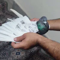 یه نر سبز