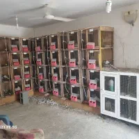 کبوتر پرش سنگین