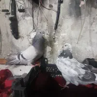 کفتر کفتر کفتر